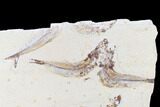 Cretaceous Fossil Fish (Scrombroclupea) Cluster - Hakel, Lebanon #173373-2